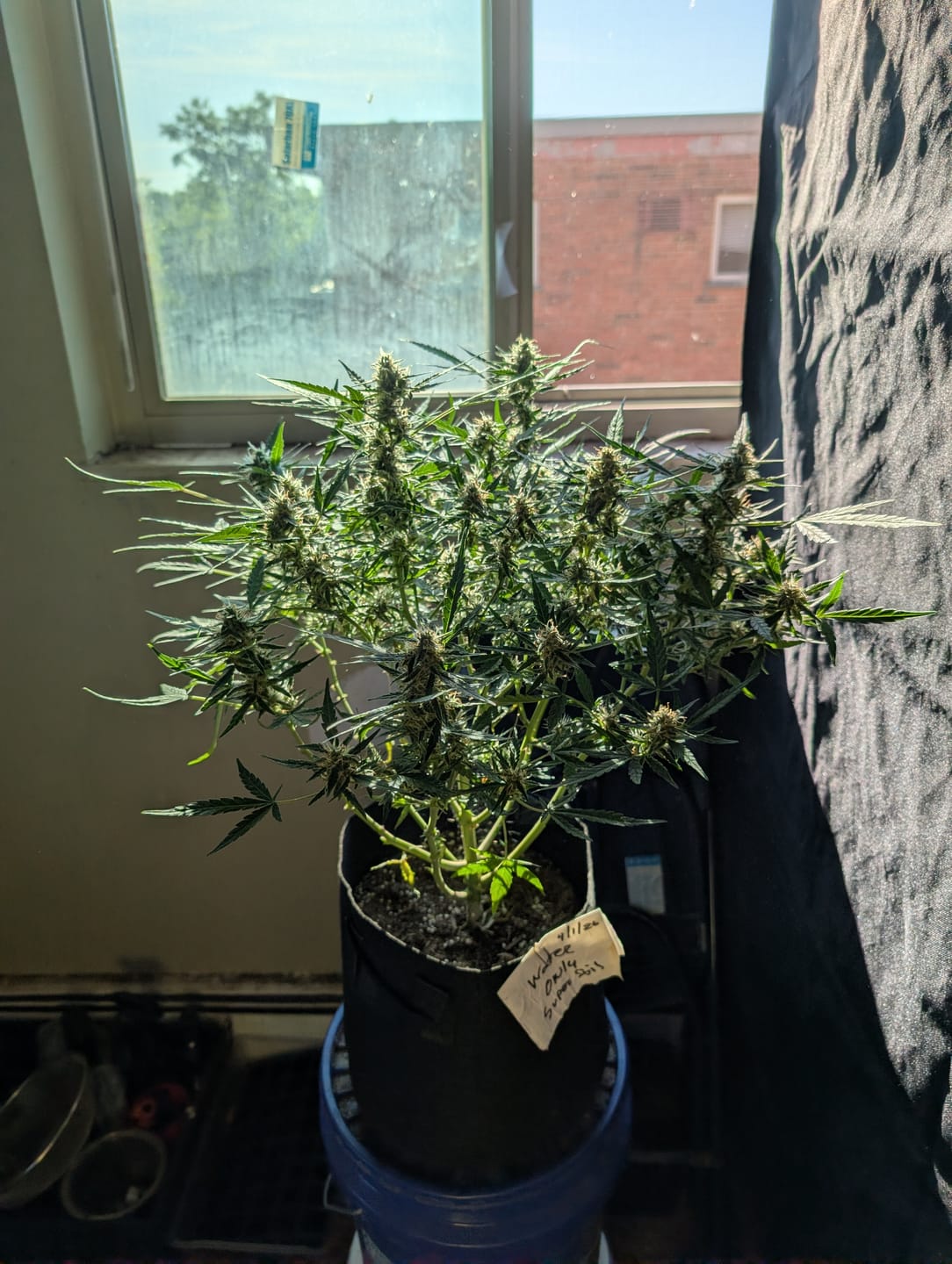 Customer photo review of KIND - Green Crack - Minis - 14 Grams - Sativa