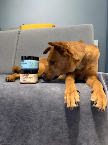 Customer's brown dog resting on a grey sofa next to a jar of ProBiome 狗狗益生菌軟粒.
