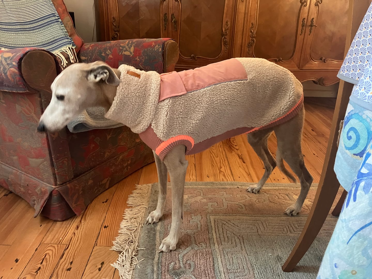 Customer photo review of Hundepullover warm aus Teddy-Sherpa-Fleece für Dackel, kleine & große Hunde | lumiies® Sport Racer