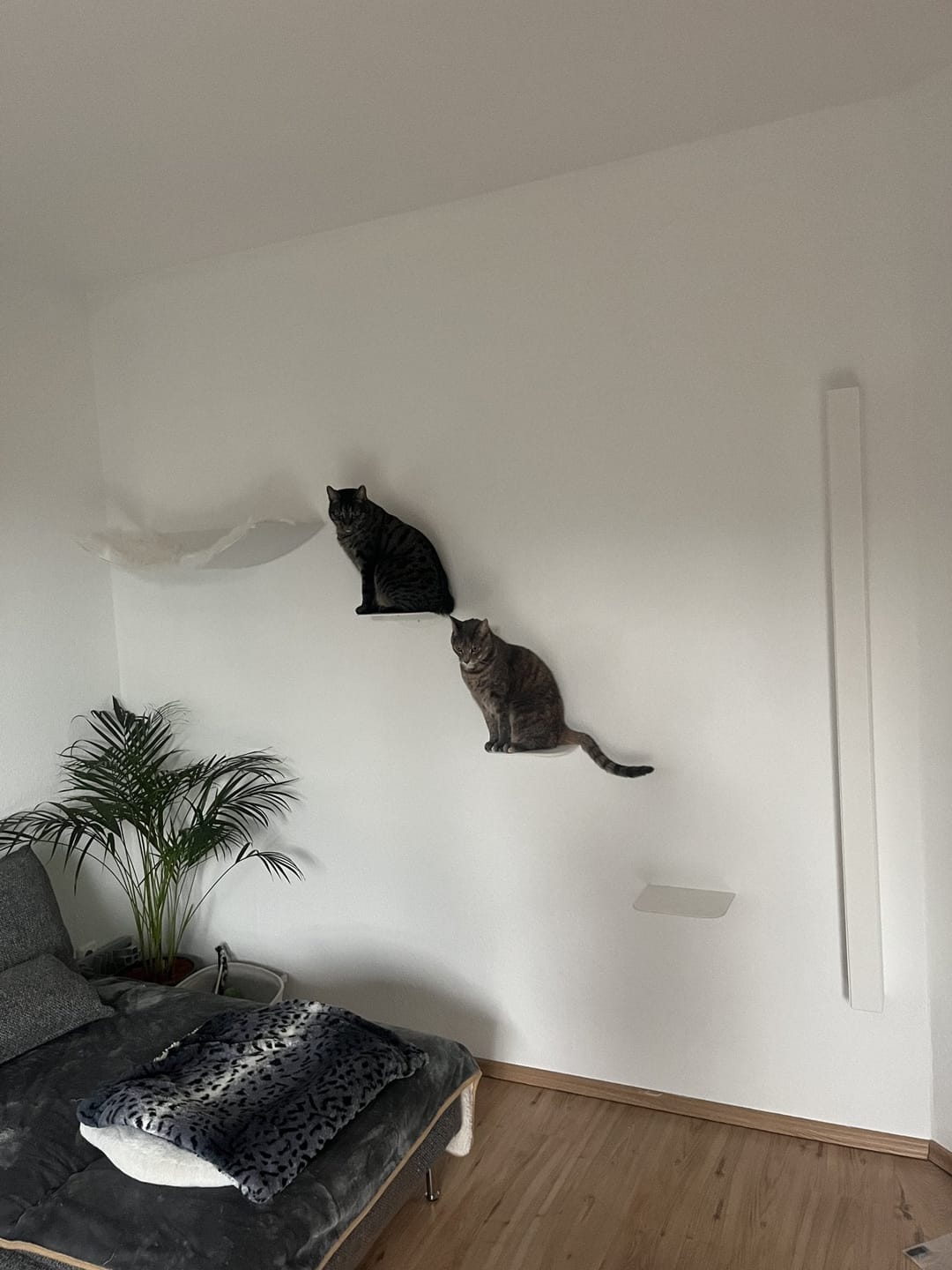Customer photo review of STYA Katzen Kletterwand | Set Minimalist Hängematte XXL | Linie WL100
