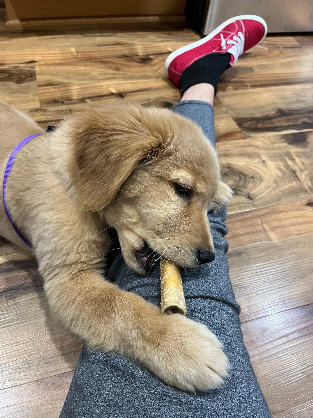 Customer photo review of 6 Inch Standard Bully Stick