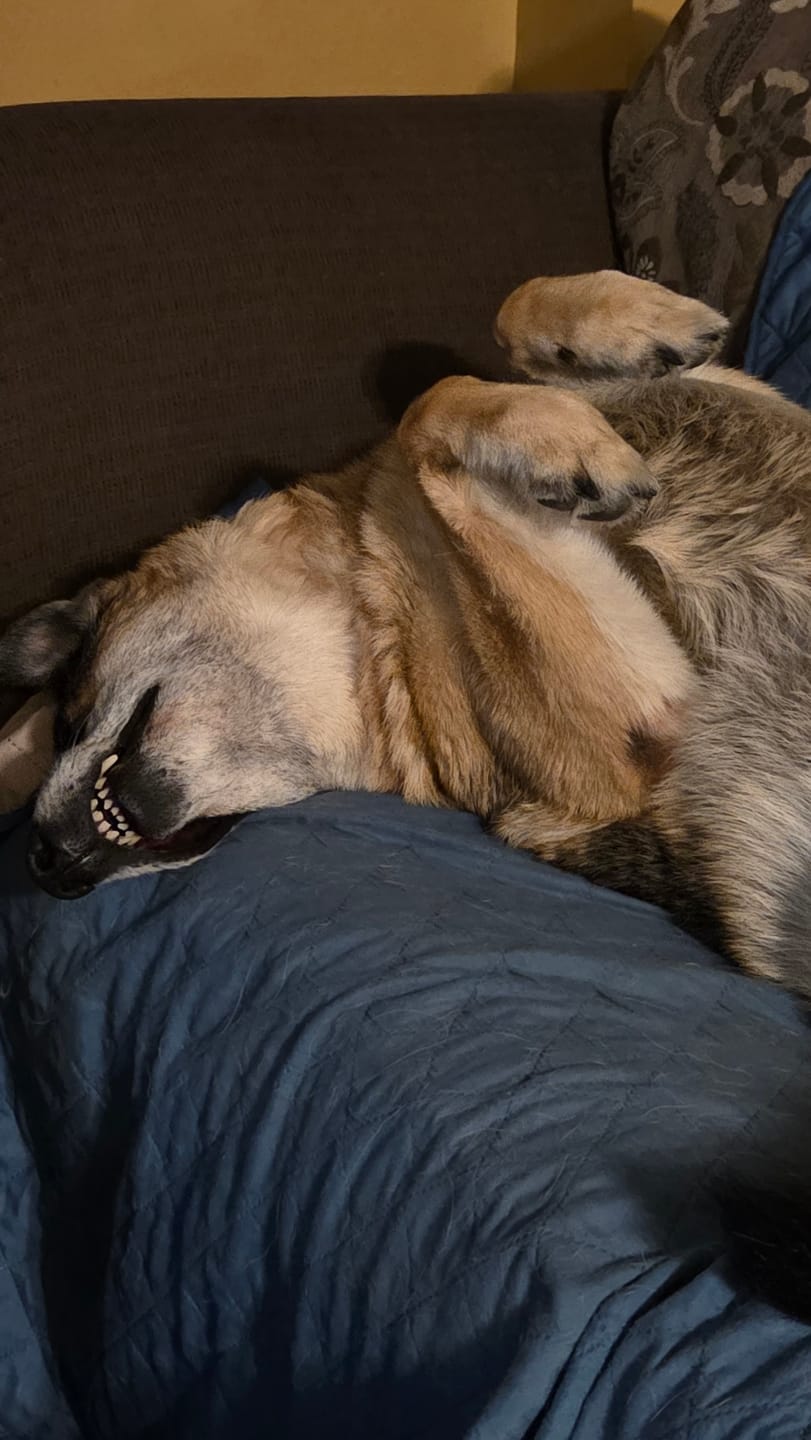Customer photo review of 12 Inch Standard Bully Stick