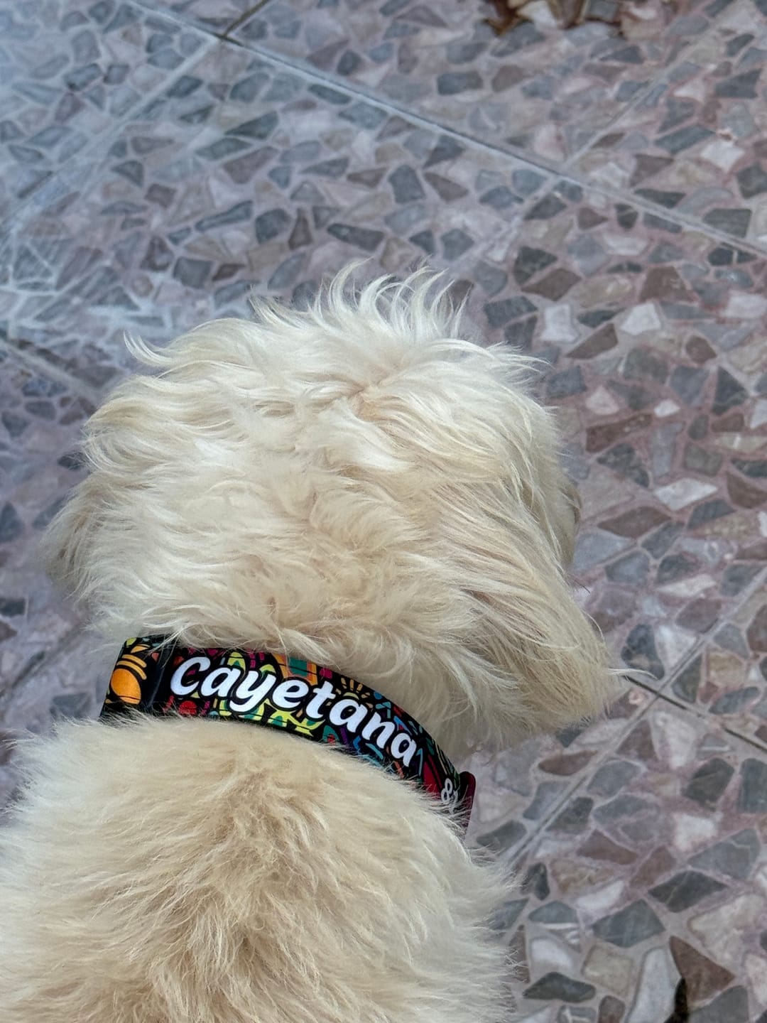 Customer photo review of Collar personalizado: Alebrije
