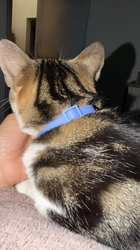Customer photo review of Collar PVC Lavable Abrefácil (Gato)
