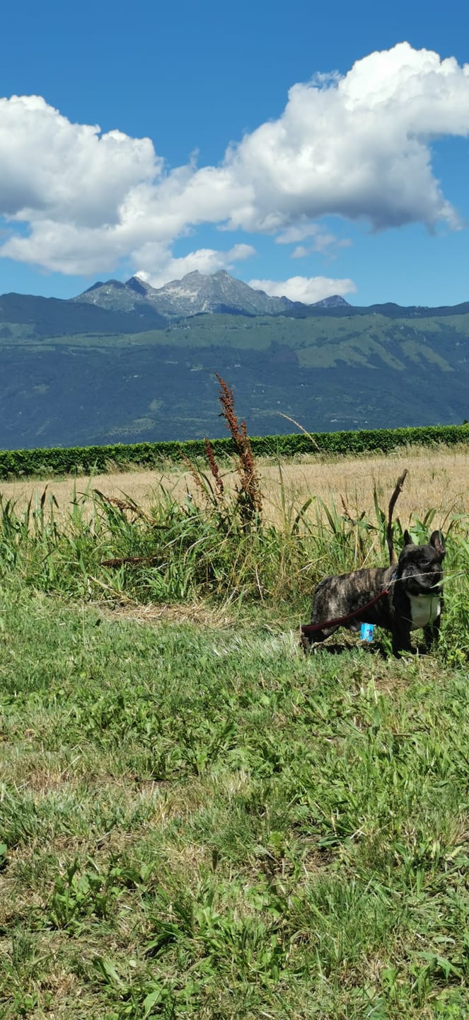 Customer photo review of Crocchette Cute e Manto al Salmone - Cane Adulto - Proteine idrolizzate - Grain Free