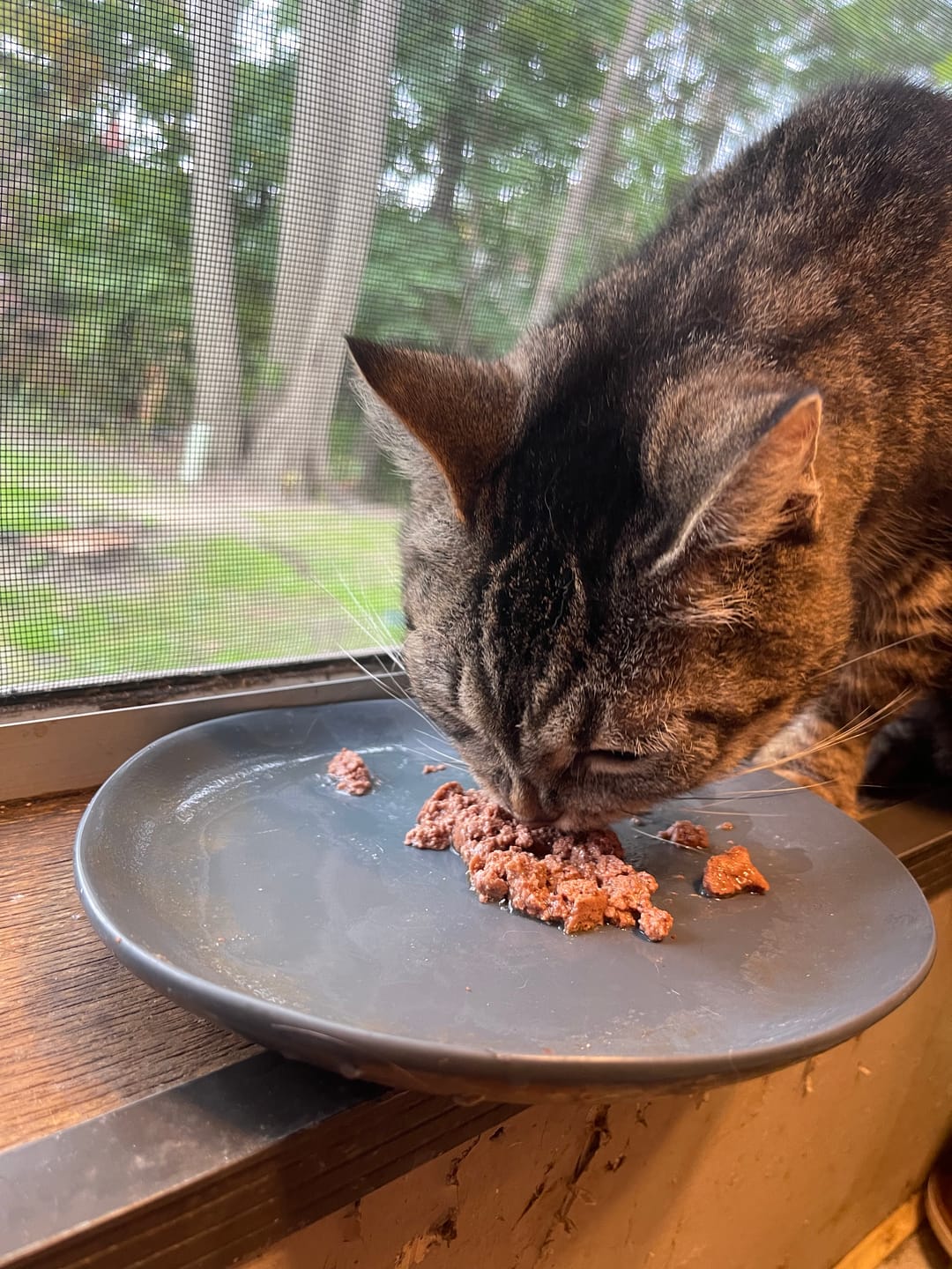 Customer photo review of Cat Itch Relief + Skin & Coat Remedy