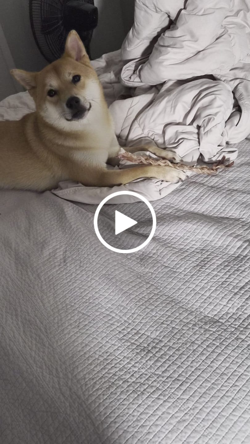 Customer video review of Ostrich Long Tendon (16" x 2.5" x 1"): The Satisfying, All-Natural Chew for Dental Health & Joint Support