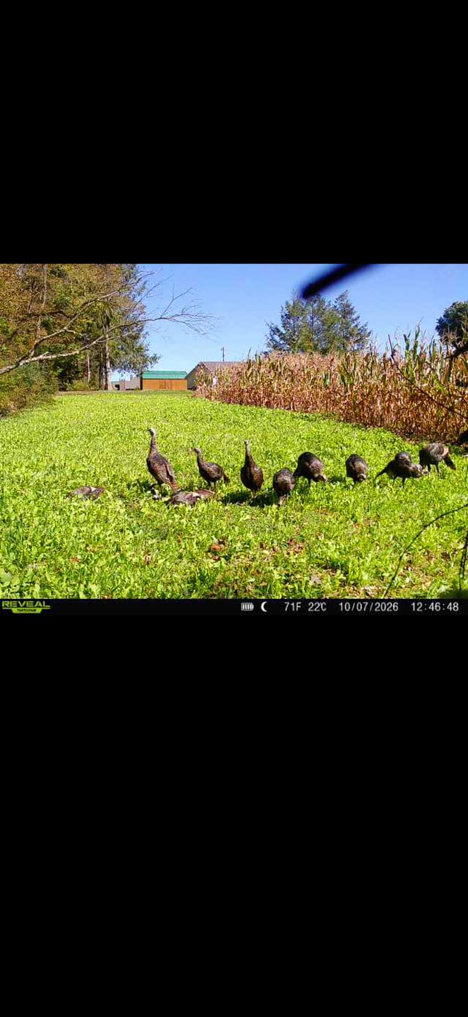 Customer photo review of No Till No Problem