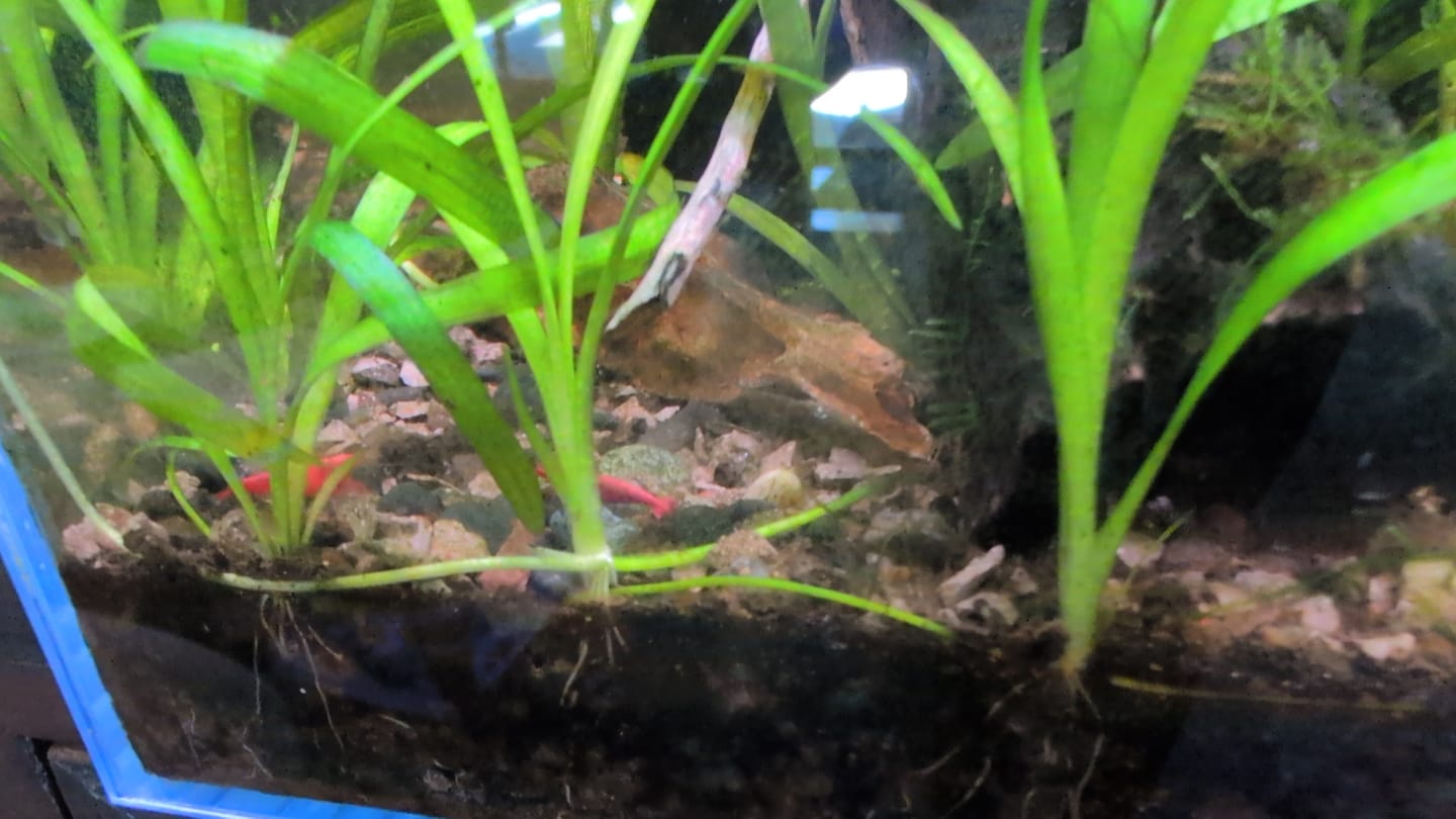 Customer photo review of Fire Red Cherry Shrimp (Bright Red Neocaridina)