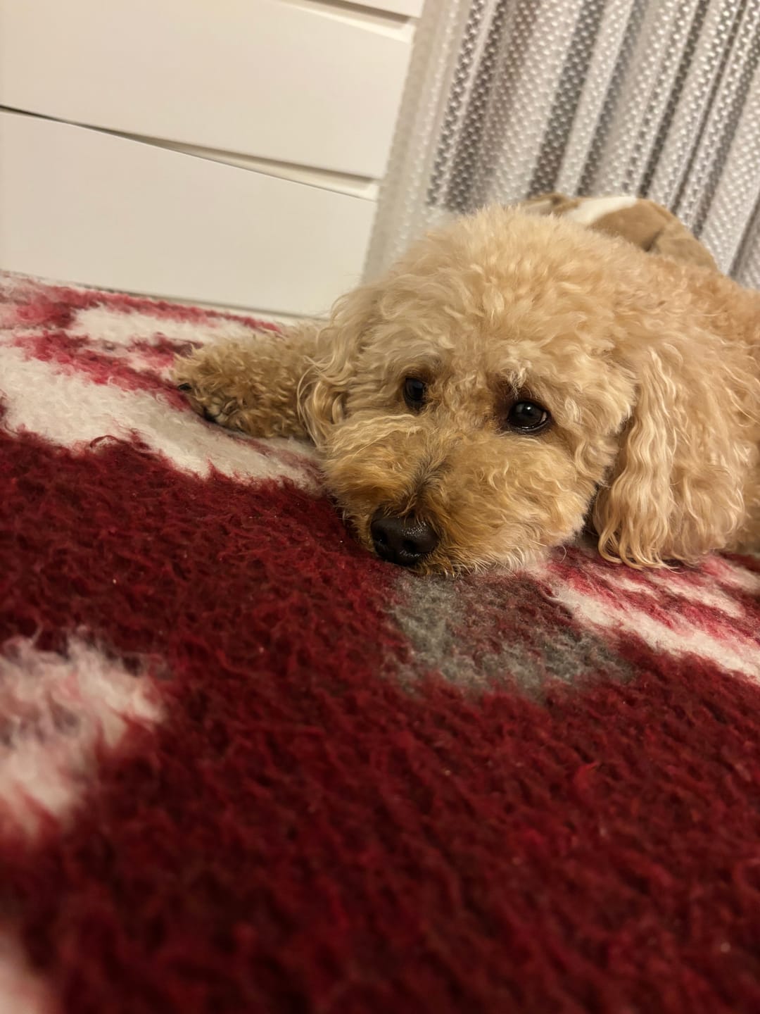 Customer photo review of Terra Canis Grain-Free 400g