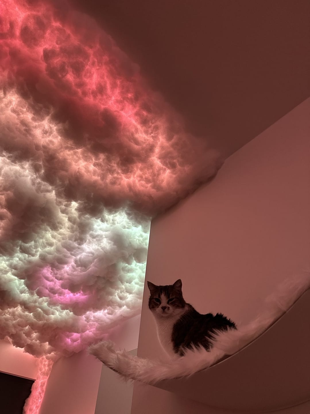 Customer photo review of STYA Katzen Kletterwand | XXL Hängematte WL170