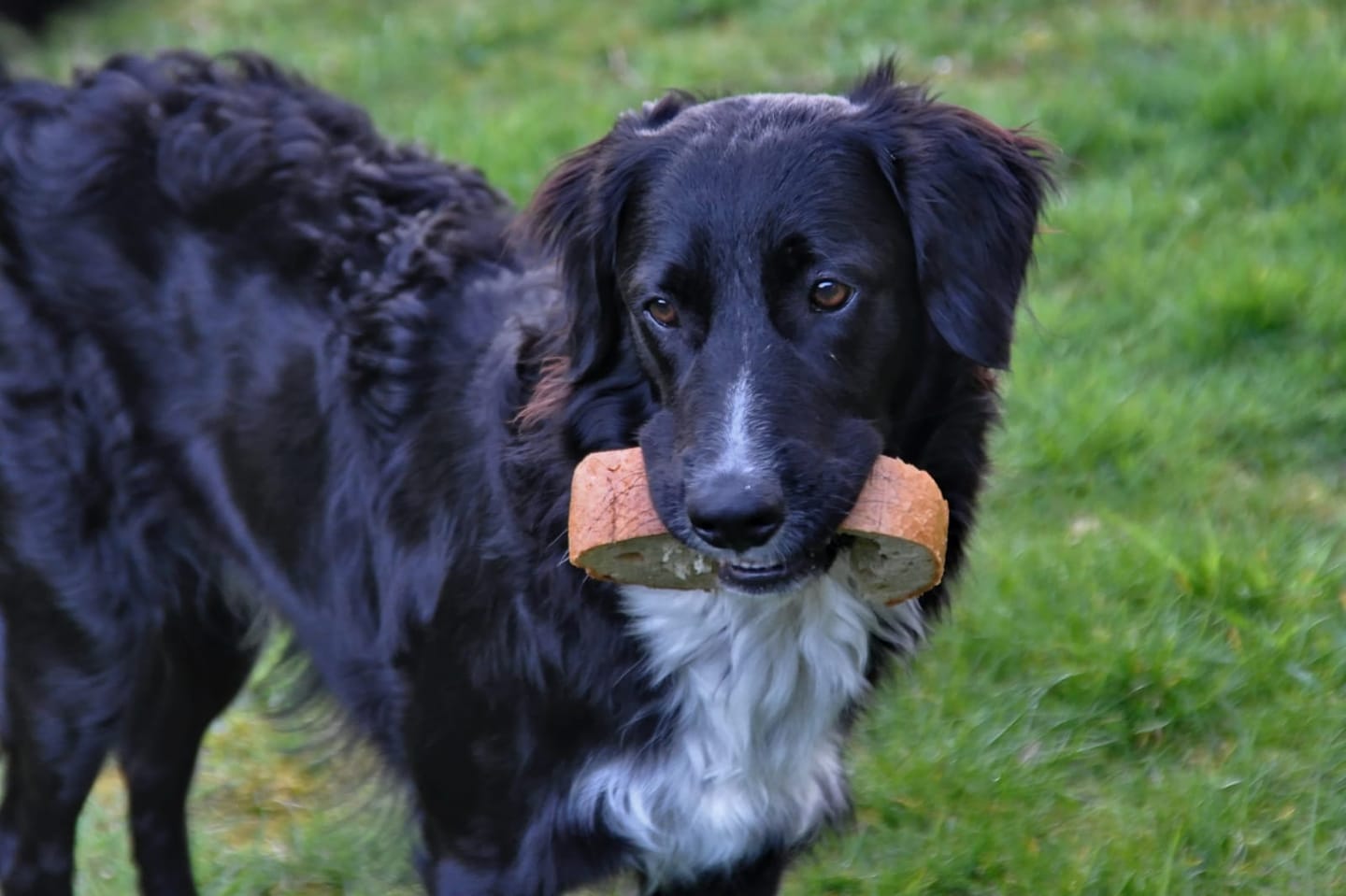 Customer photo review of Wohlfühltabs für Hunde & Katzen