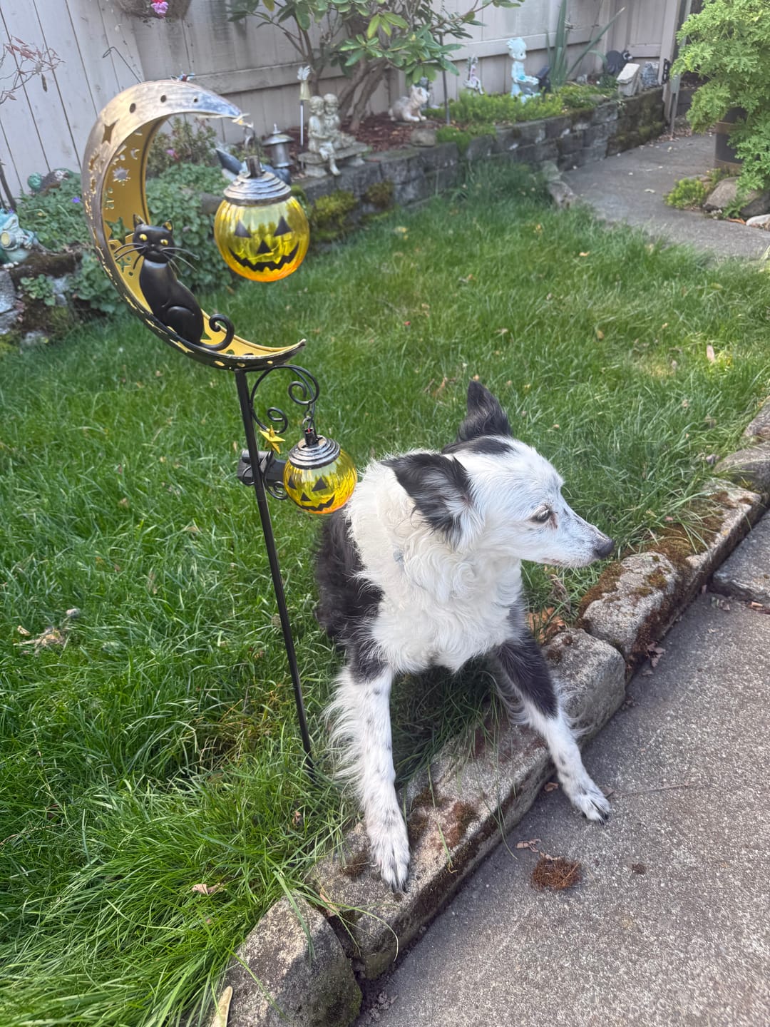 Customer photo review of Halloween Pumpkin Moon Garden Stake Light