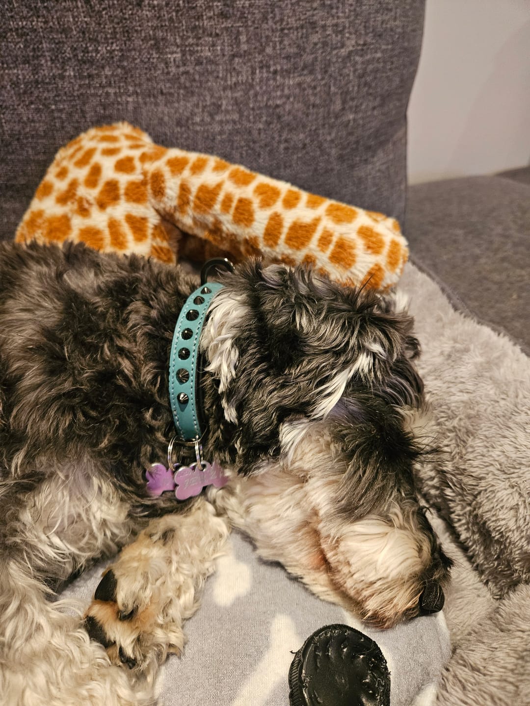 Customer photo review of Hand Made Leather Dog Collar - Ruthless Teal & Black (Slim Fit)