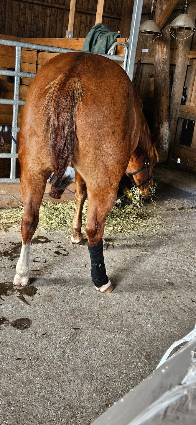 Customer photo review of EquiThera K2 — Så senan får rätt stöd att läka på djupet