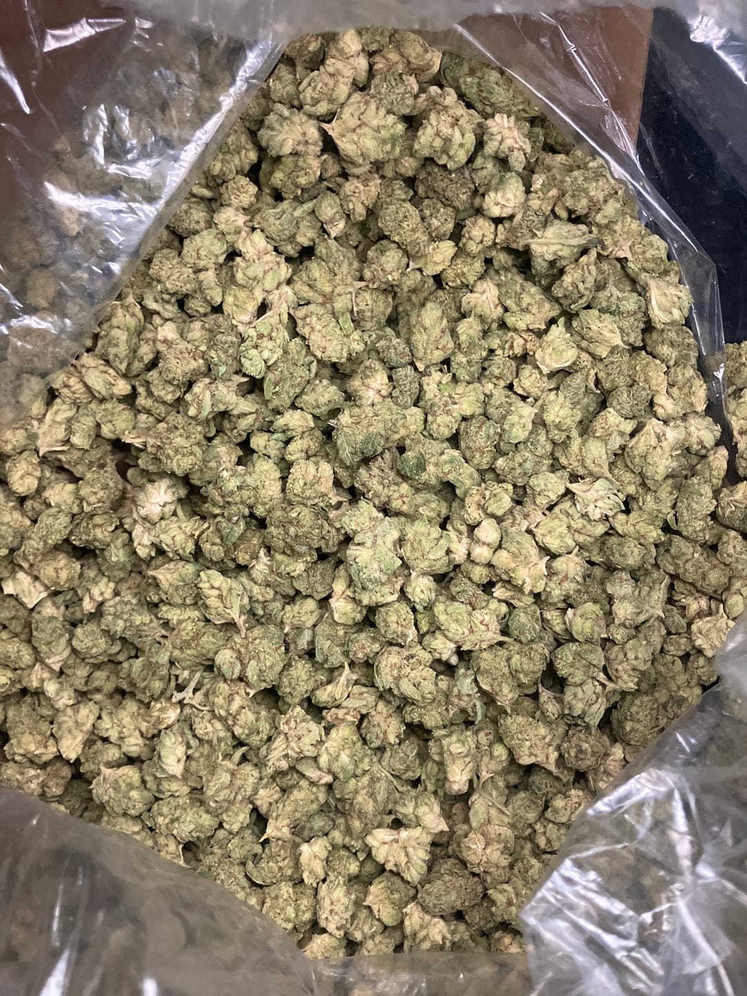 Customer photo review of Glue Train (Light-Assisted Smalls) – Bulk THCA Flower 1 lb