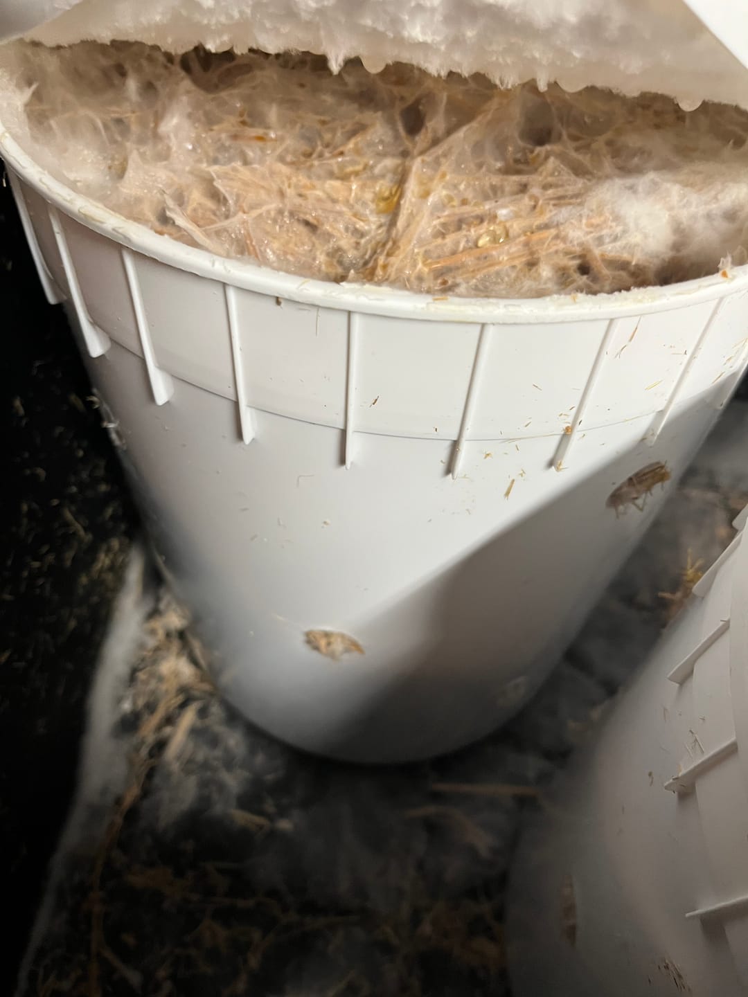 Customer photo review of Mushroom Spawn Bags (Made-to-Order)