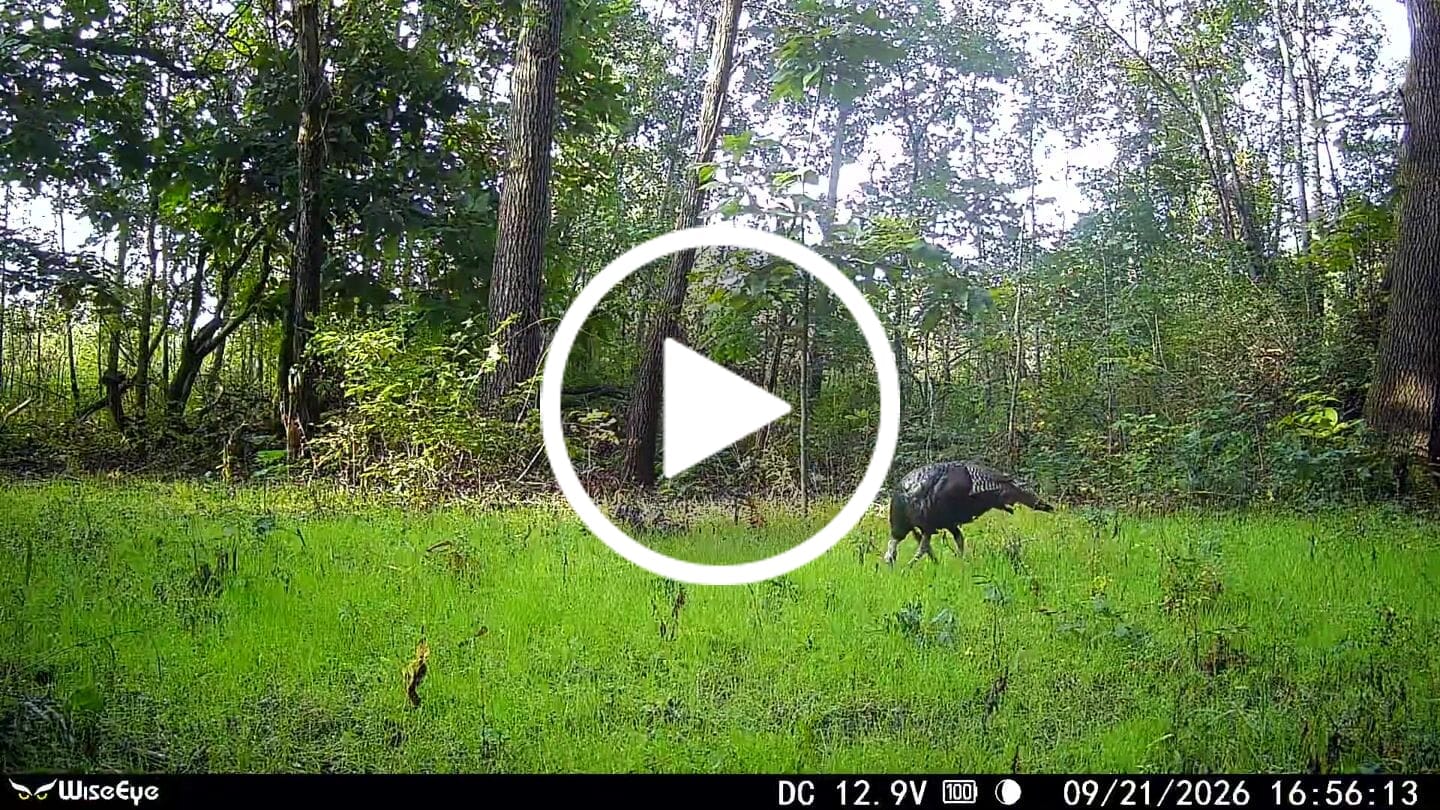 Customer video review of 3-Way Grainz Food Plot Seed