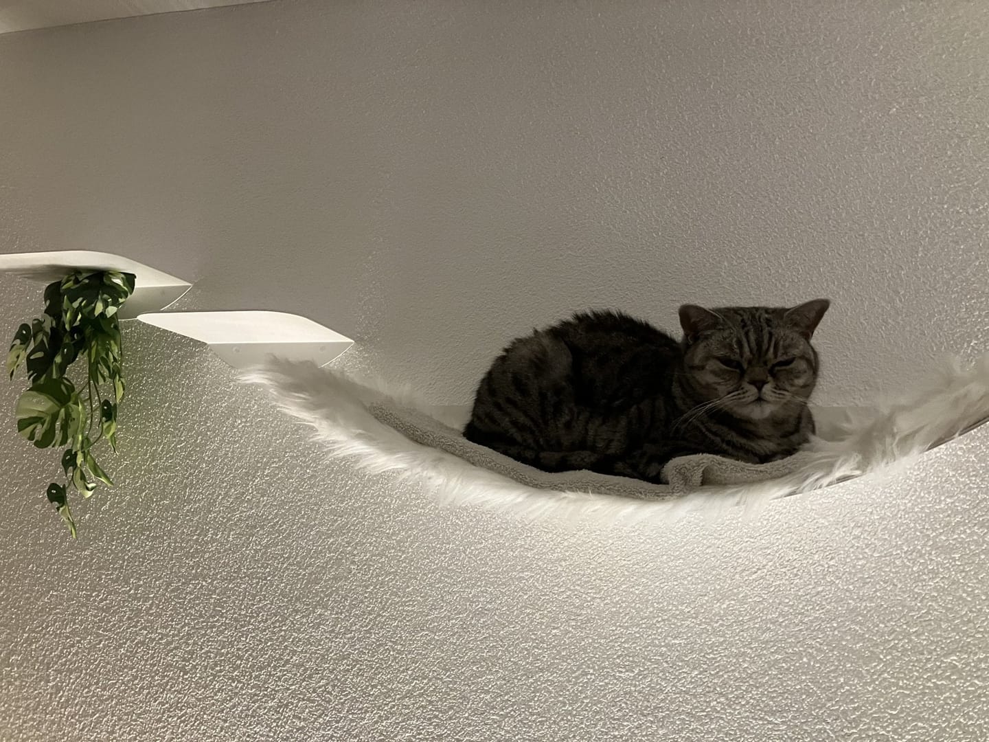Customer photo review of STYA Katzen Kletterwand | Set Minimalist Hängematte XXL | Linie WL100