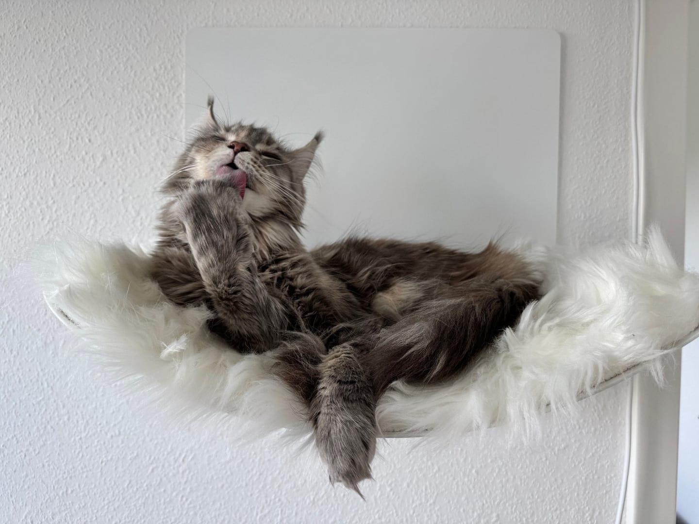 Customer photo review of STYA Katzen Kletterwand | Hängematte WL310