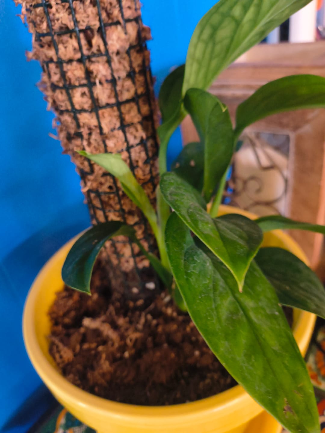 Customer photo review of Monstera pinnatipartita