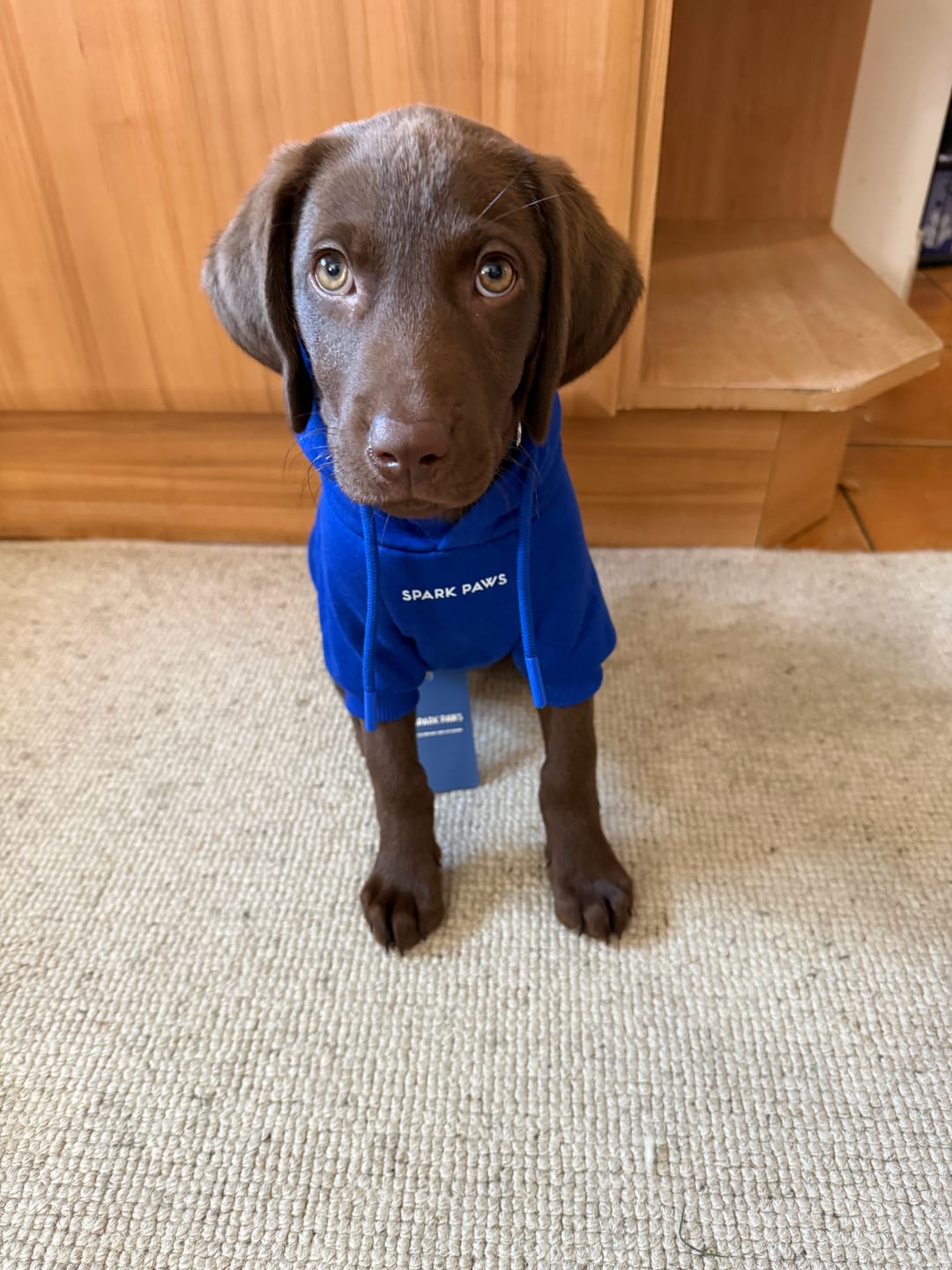 Customer photo review of Essential Dog Hoodie - Midnight Blue