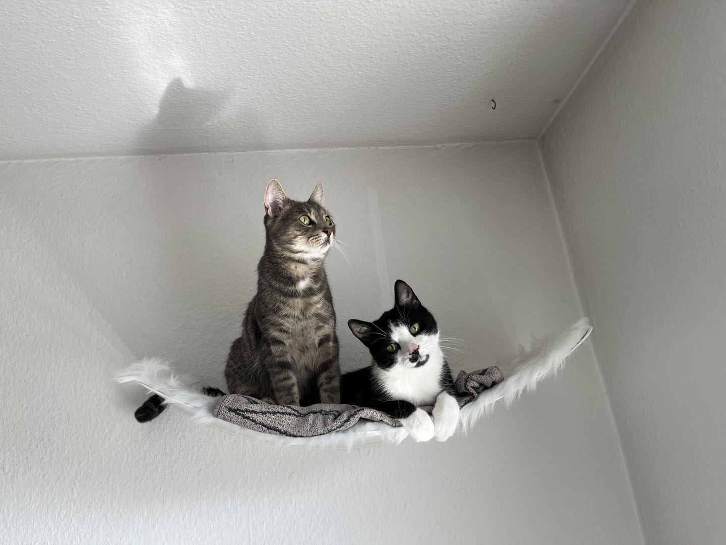 Customer photo review of STYA Katzen Kletterwand | XXL Hängematte WL170