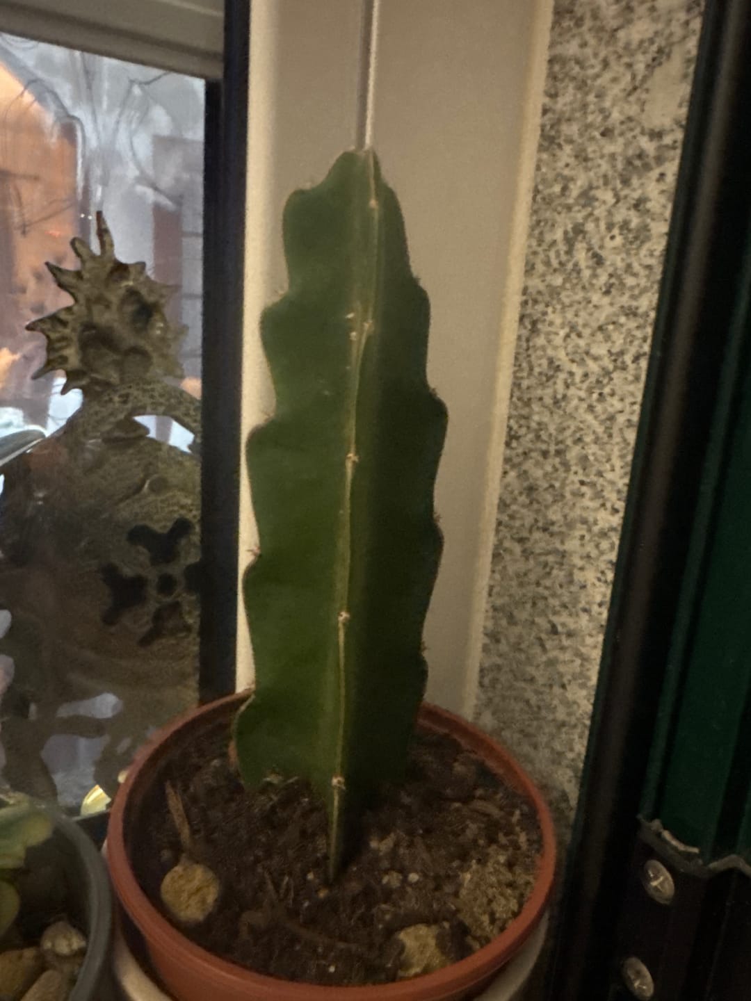 Customer photo review of Hylocereus undatus, "pitaia"