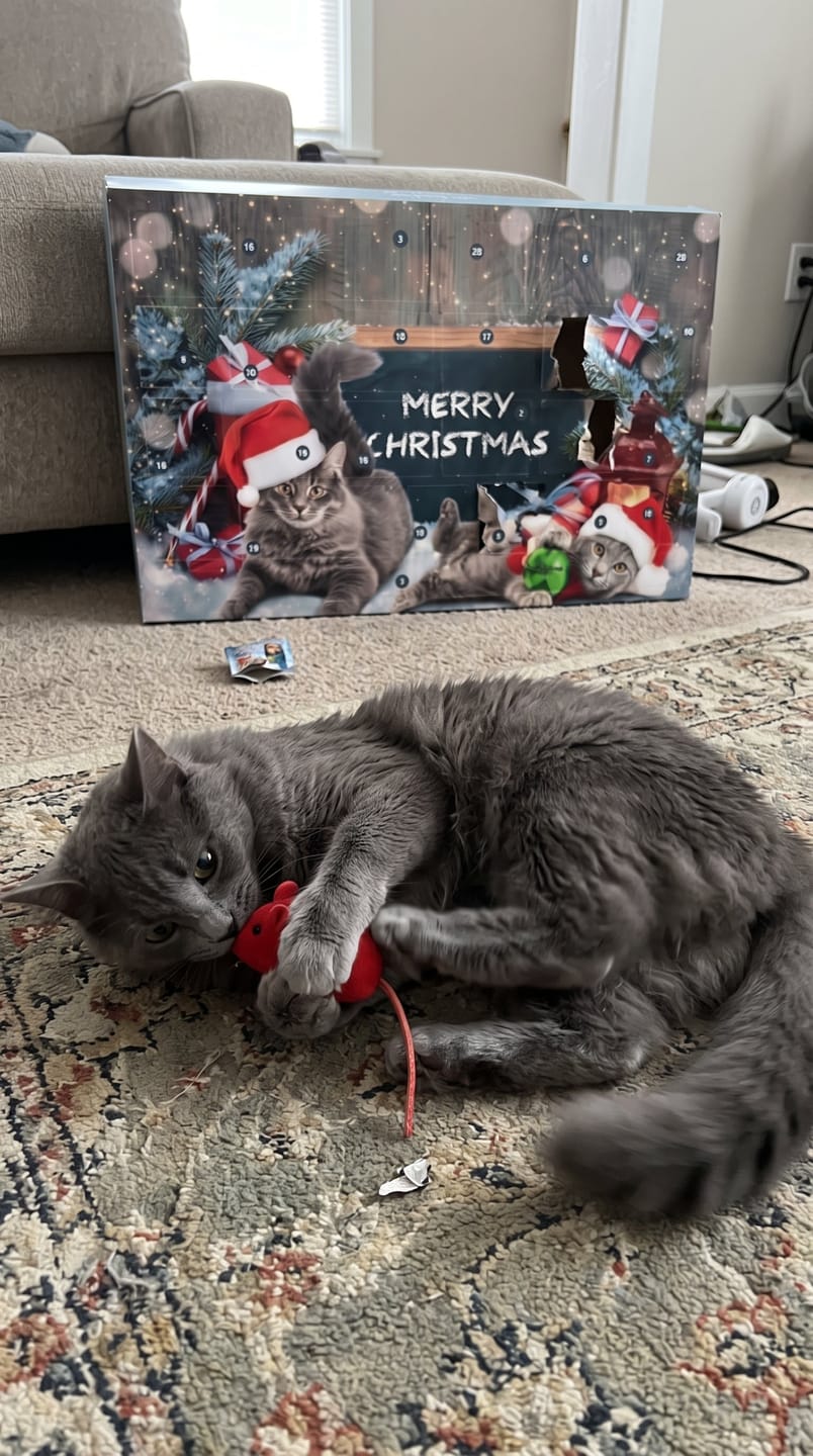 Customer photo review of Calendario de Adviento Para Gatos