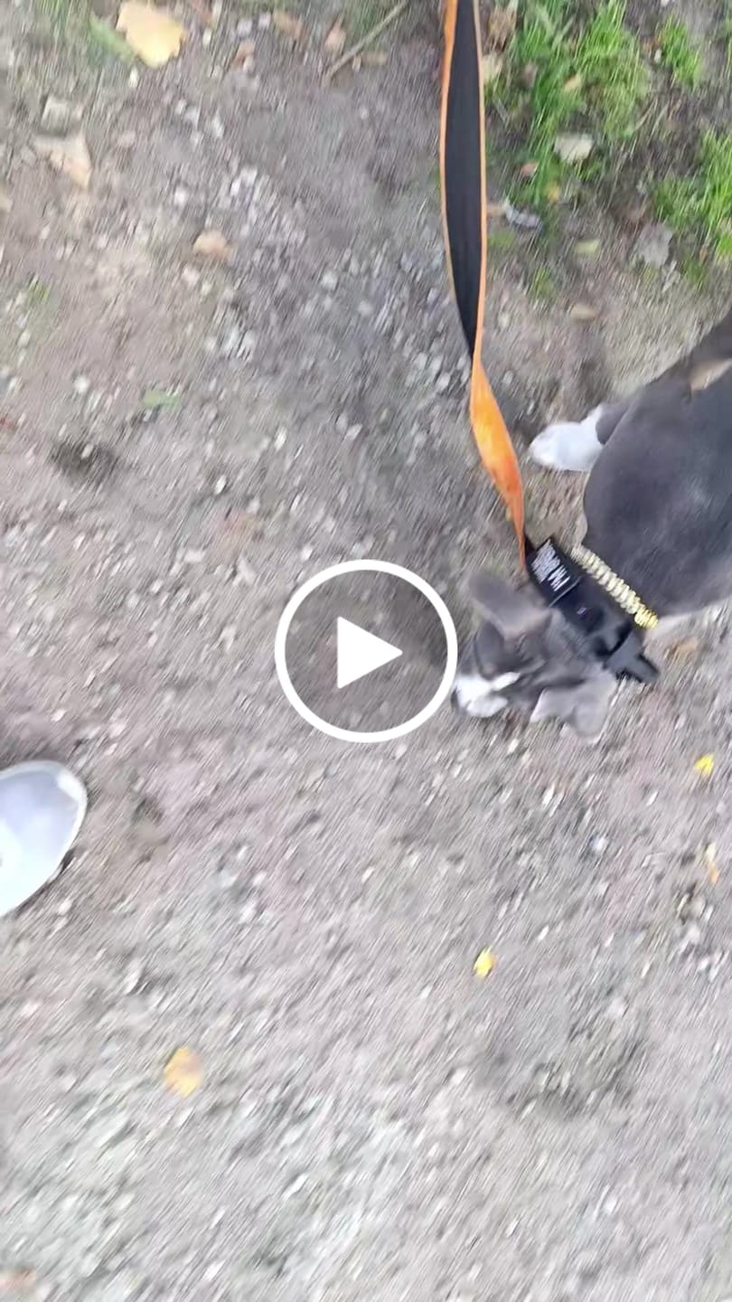 Customer video review of Smycz nylonowa Walk Leash - Black Edition Pomarańczowa