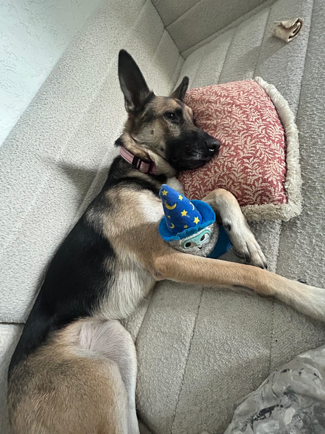 Customer photo review of Bravecto Chew for Dogs - Long-Lasting Flea & Tick Protection
