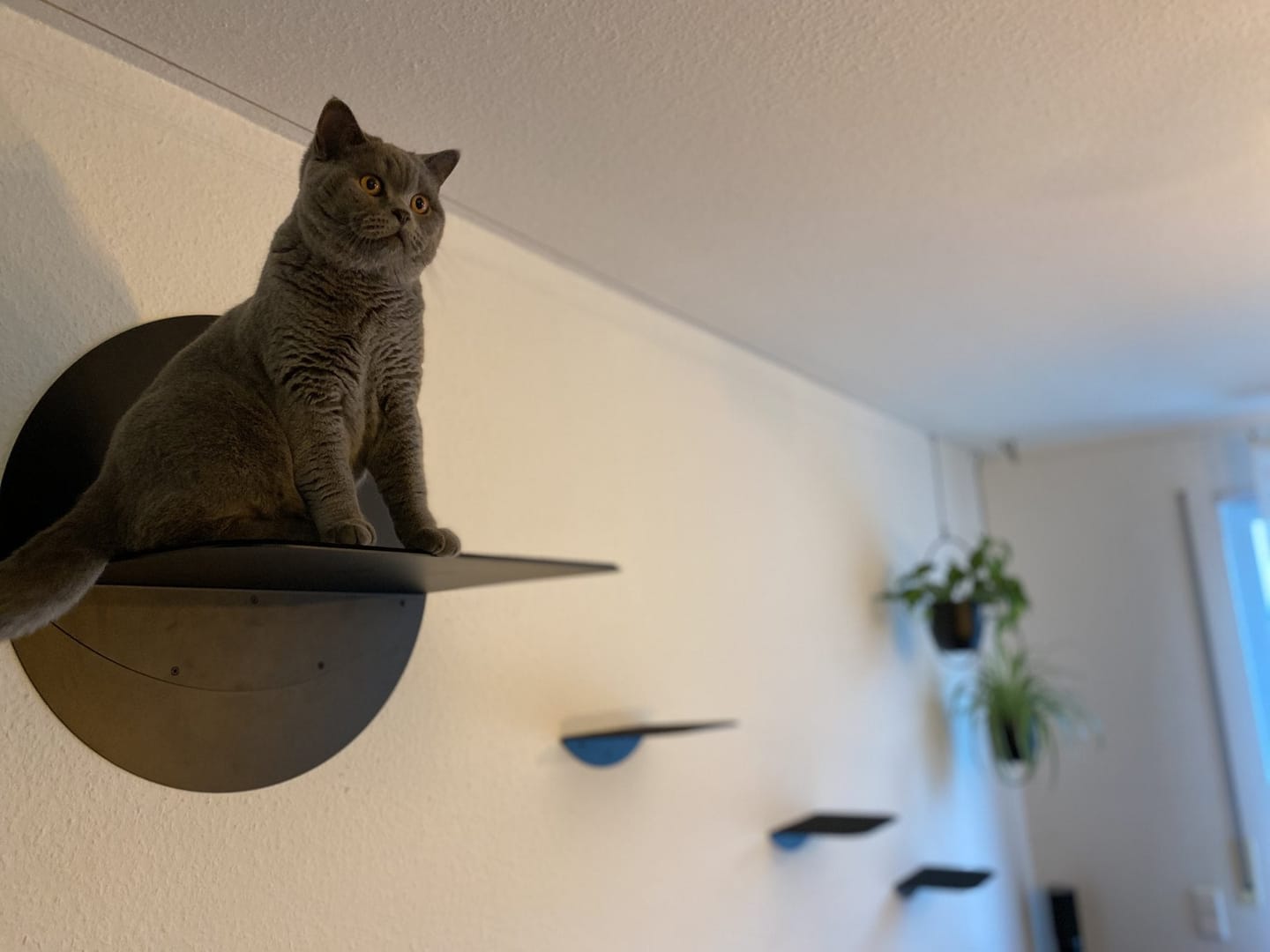 Customer photo review of STYA Katzen Kletterwand | Katzen Treppe WL140 | Mit 3 Stufen