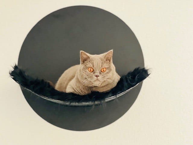 Customer photo review of STYA Katzen Kletterwand | Hängematte WL110