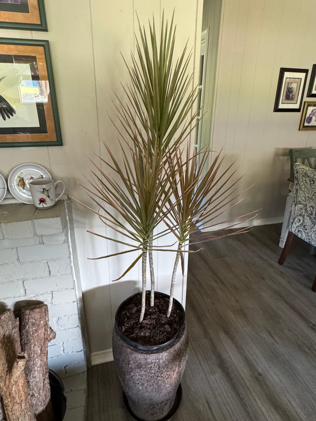 Customer photo review of Dracaena Dragon Tree Colorama, Tree Form