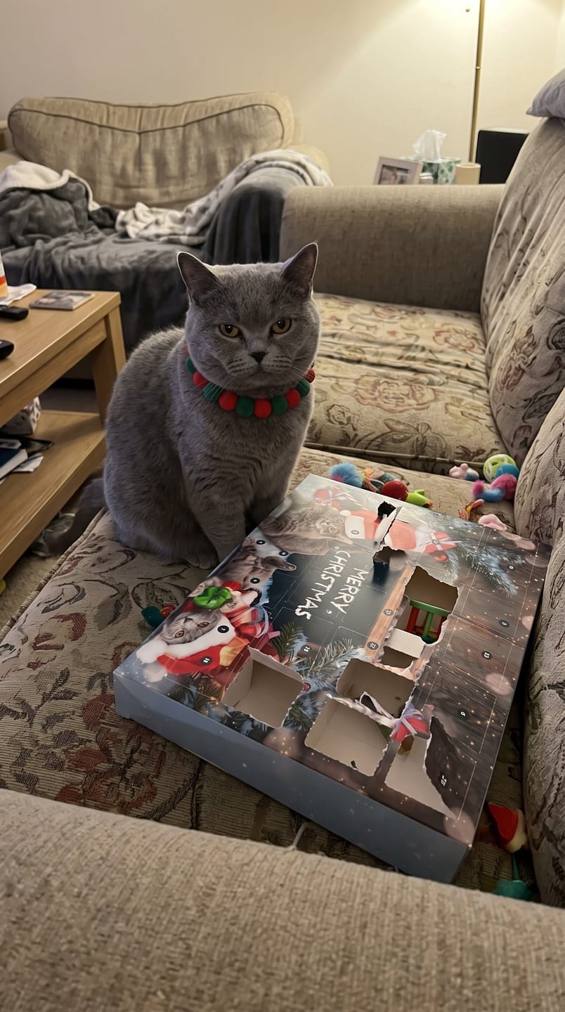 Customer photo review of Calendario de Adviento Para Gatos