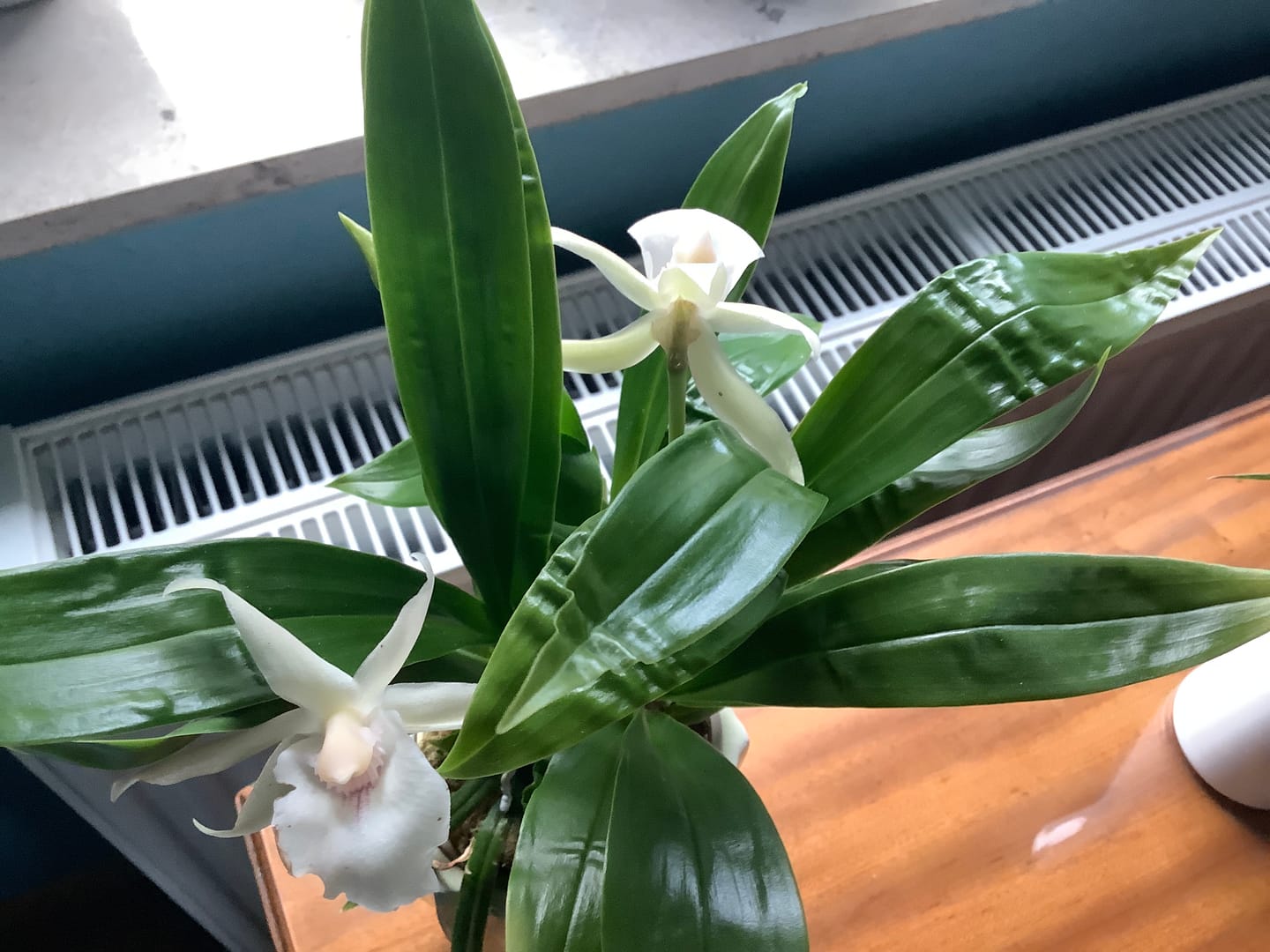 Customer photo review of Cochleanthes Duftorchidee mit grün-weißer Blüte im 9cm Topf
