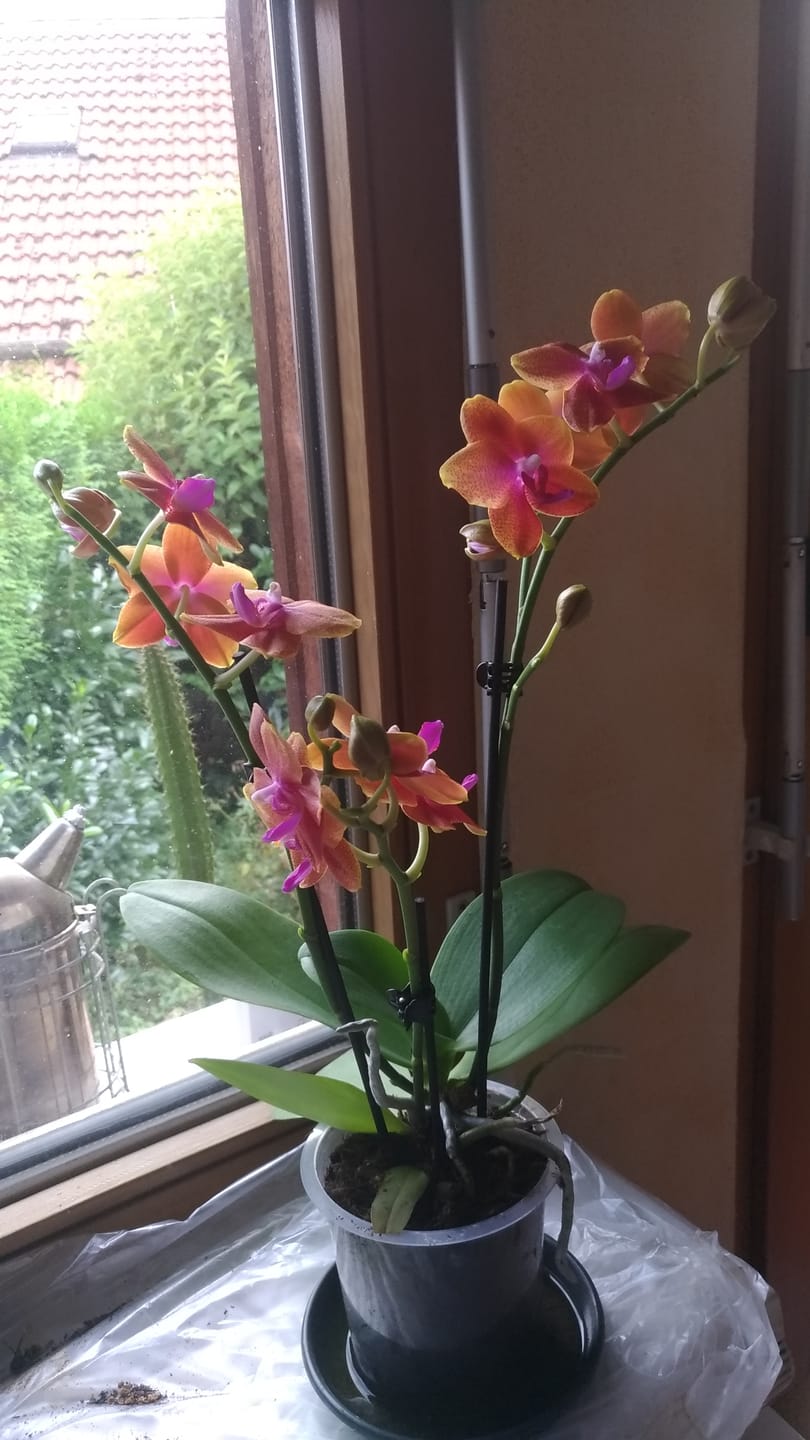 Customer photo review of Phalaenopsis Duftorchidee Bolgheri mit orangen Blüten und 3 Rispen