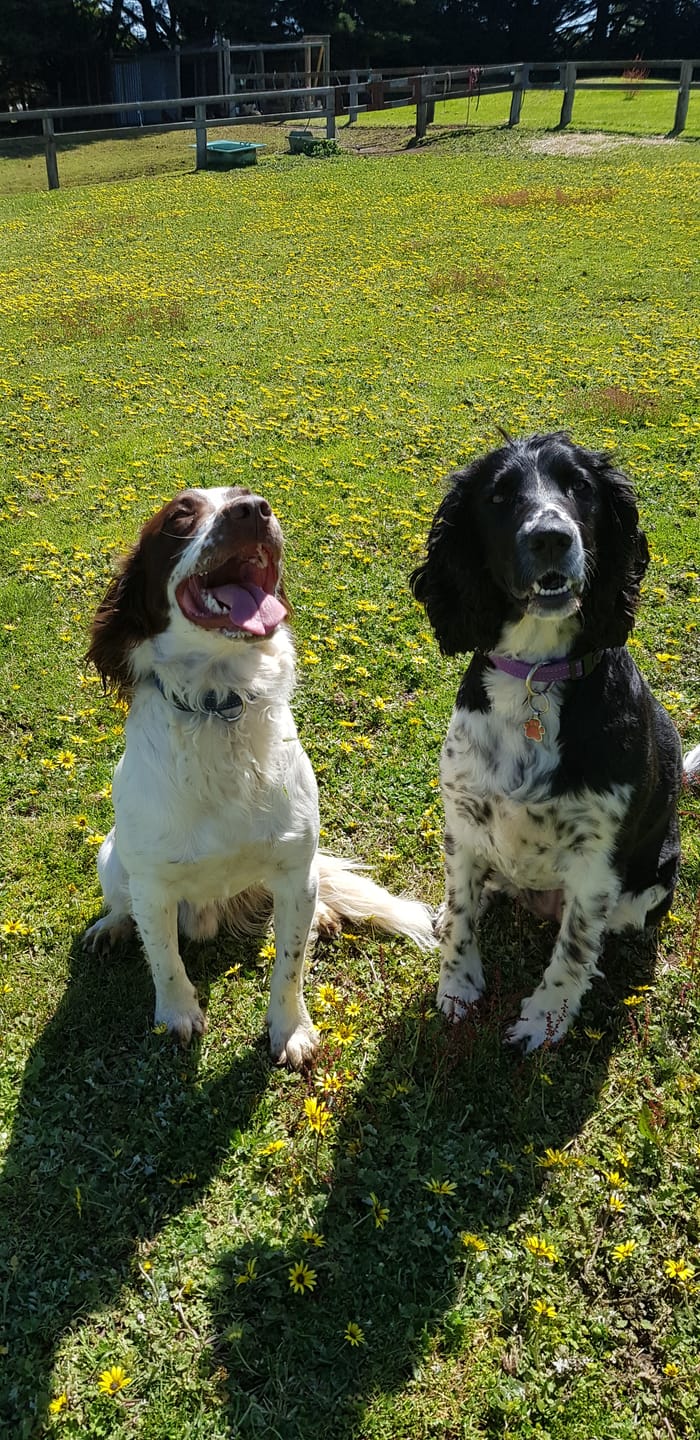 Customer photo review of Digestive K9 Powder