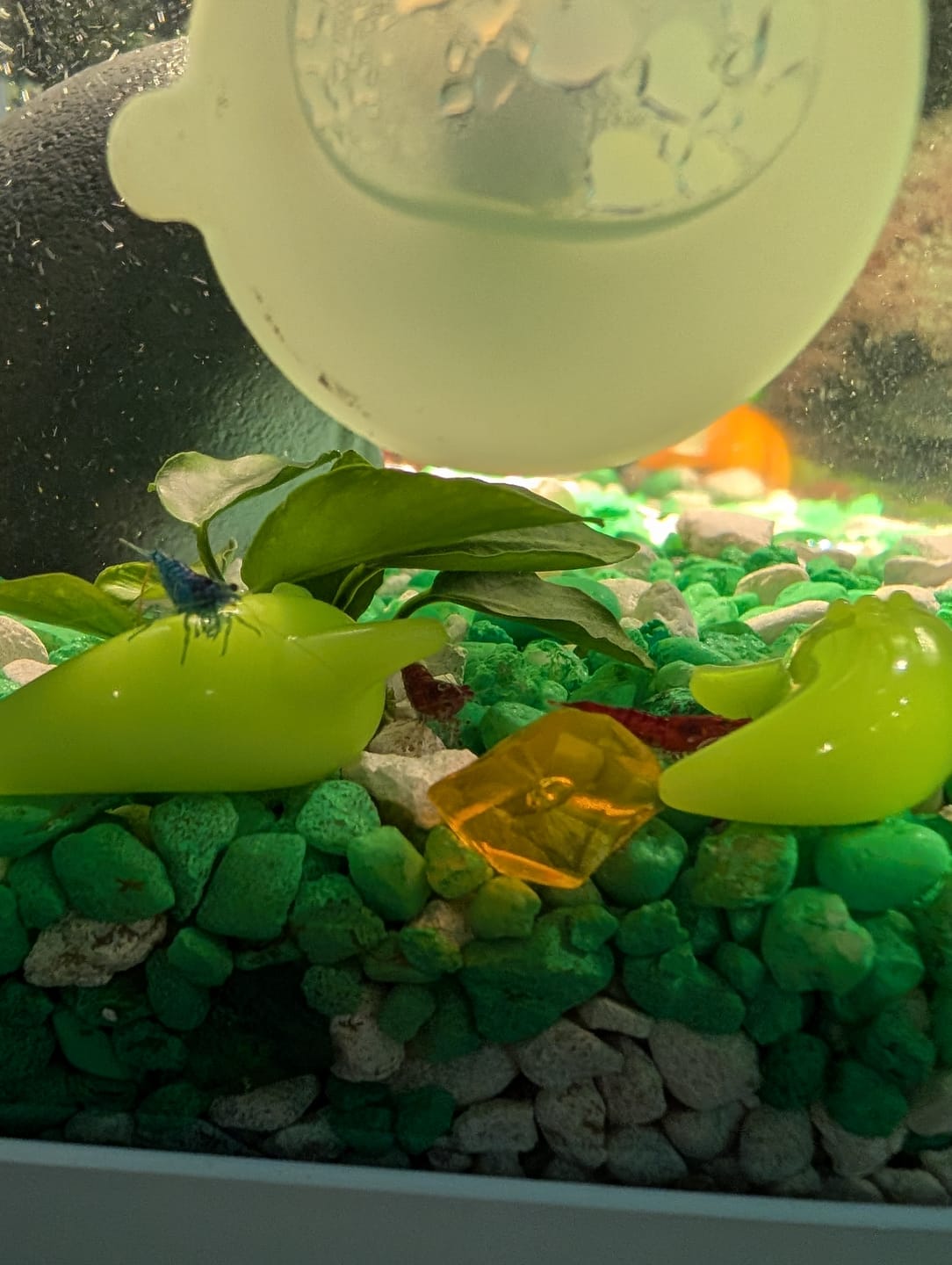Customer photo review of Neocaridina Skittles Shrimp Pack – Assorted Freshwater Colors