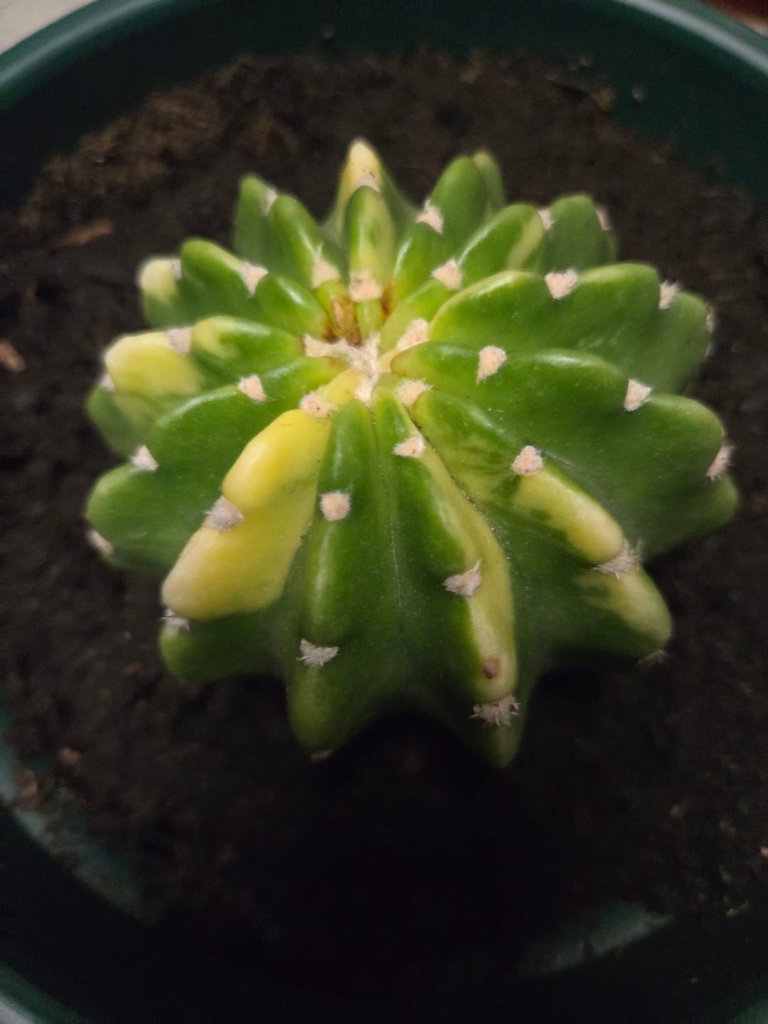Customer photo review of Echinopsis subdenudata variagata, ÚNICA