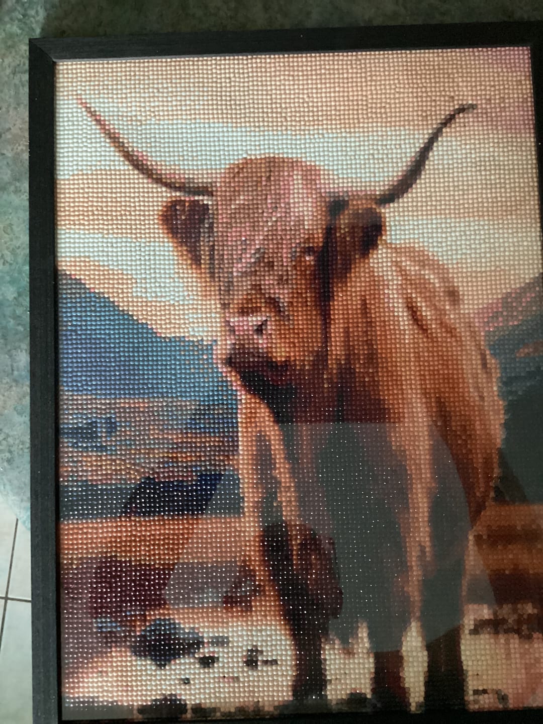 Customer photo review of Highland Cow