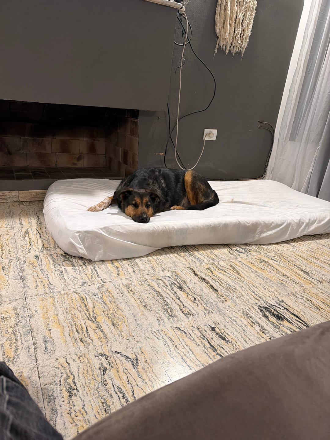 Customer photo review of Probioticos para perros