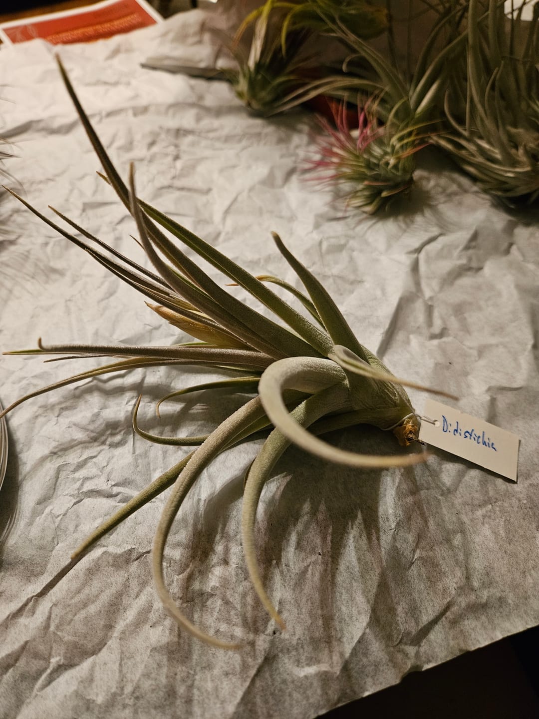 Customer photo review of Air Plant Mystery Box  Curated Tillandsia Collection  5 Tiers Available