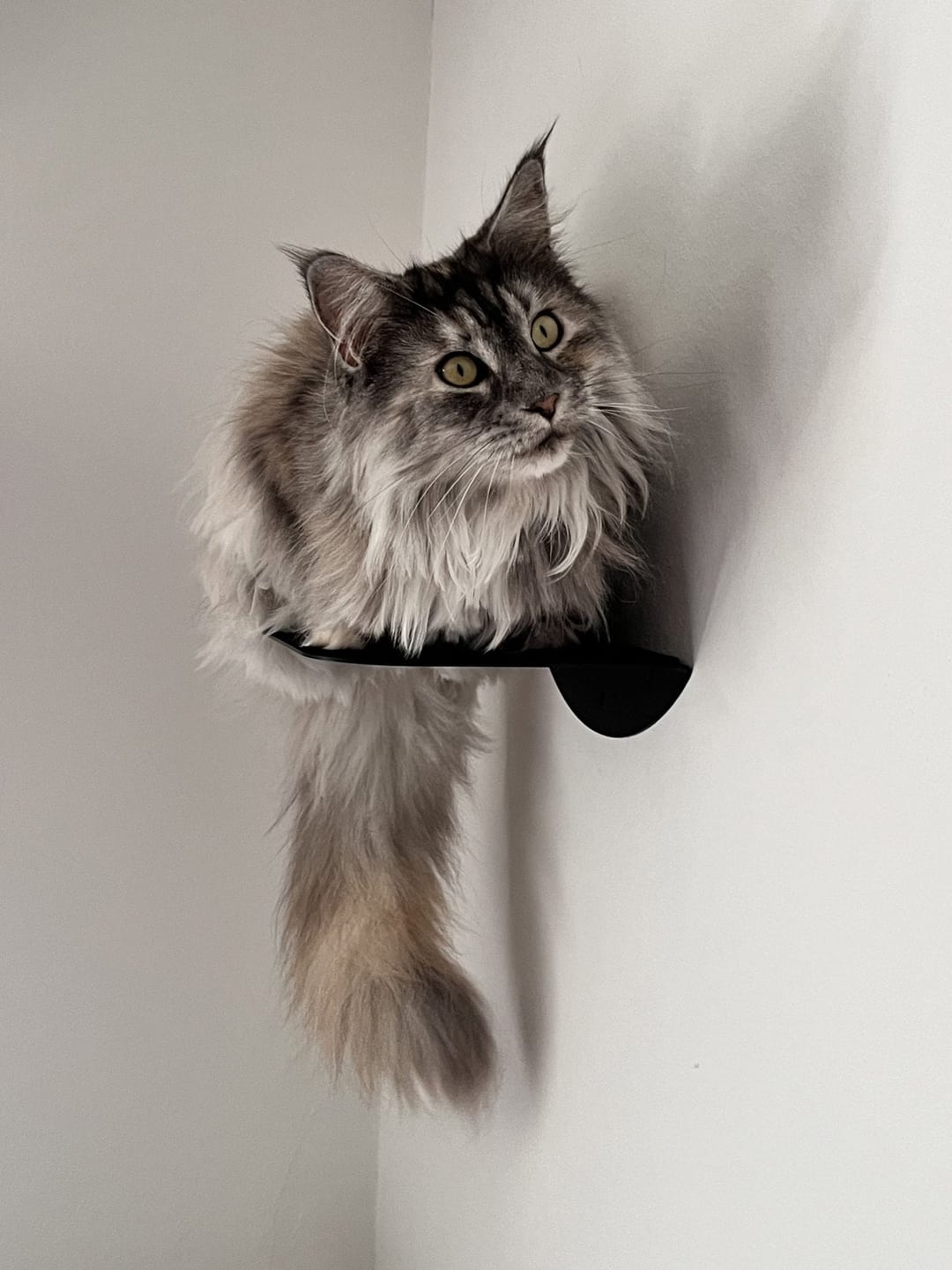 Customer photo review of STYA Katzen Kletterwand | Katzen Treppe WL140 | Mit 3 Stufen
