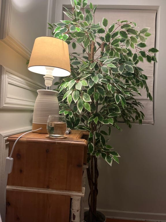 Customer photo review of Benjamina · Planta Ficus 160cm