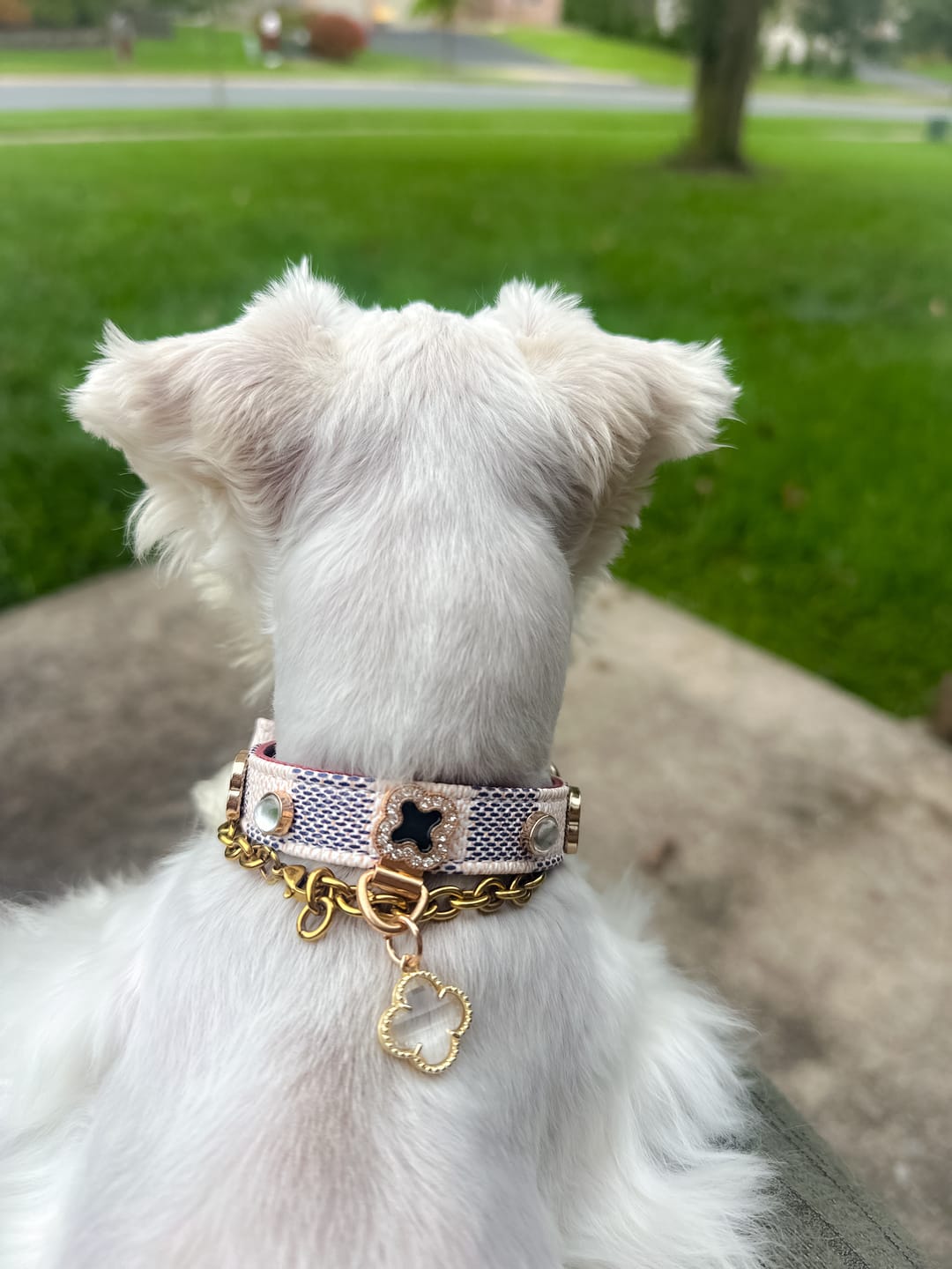Customer photo review of Leather Dog Collar Adjustable Pet Collar with Rhinestone Charm
