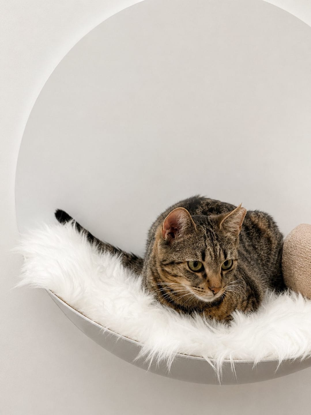 Customer photo review of STYA Katzen Kletterwand | Hängematte WL110