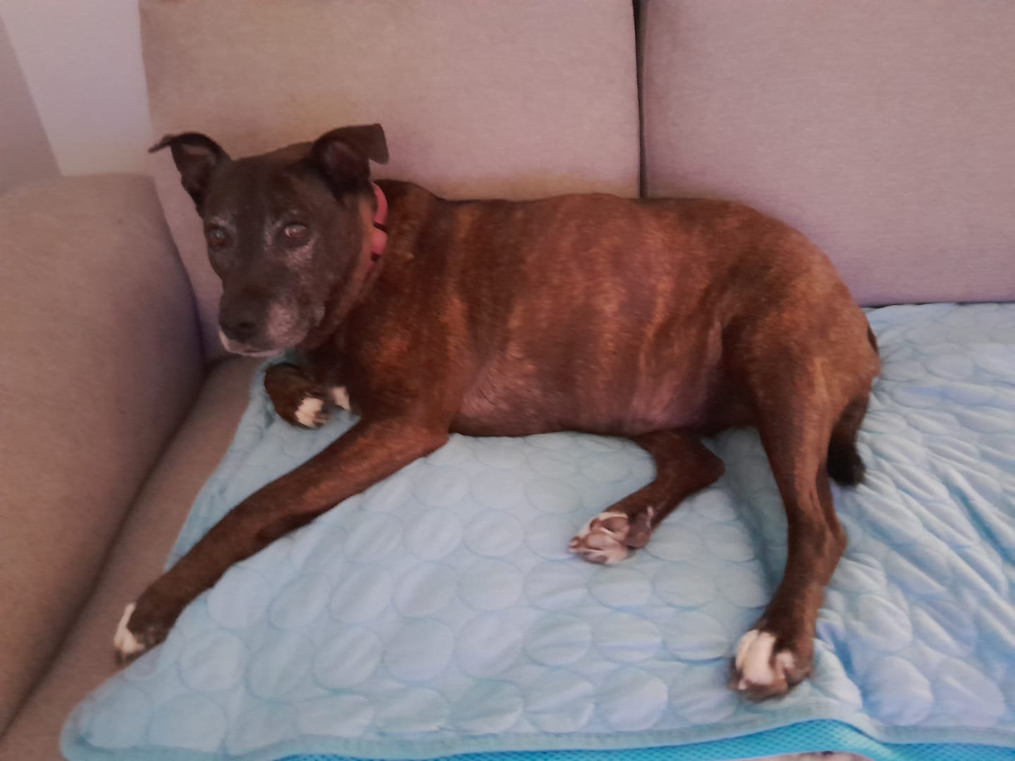 Customer photo review of Dog Cooling Mat