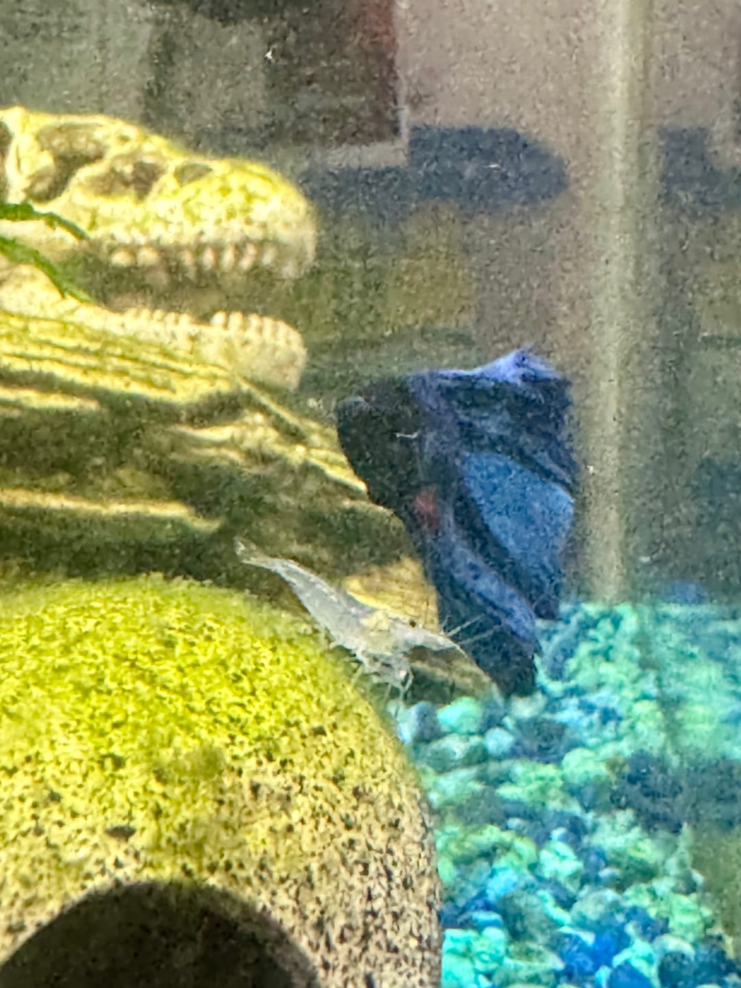 Customer photo review of Amano Shrimp (Algae-Eating Freshwater Shrimp)