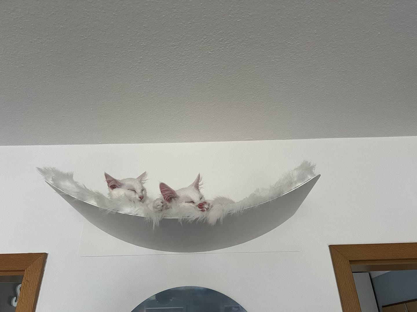 Customer photo review of STYA Katzen Kletterwand | XXL Hängematte WL170
